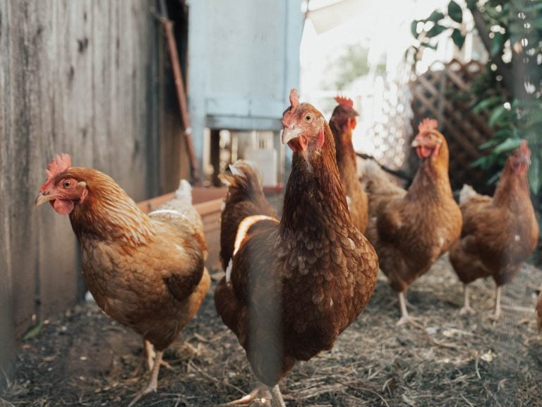 Grandma the Chicken: Recollections of a Farm Girl