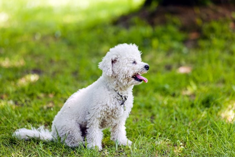 bichon frise copyright Vladimirnenezic from Dreamstime