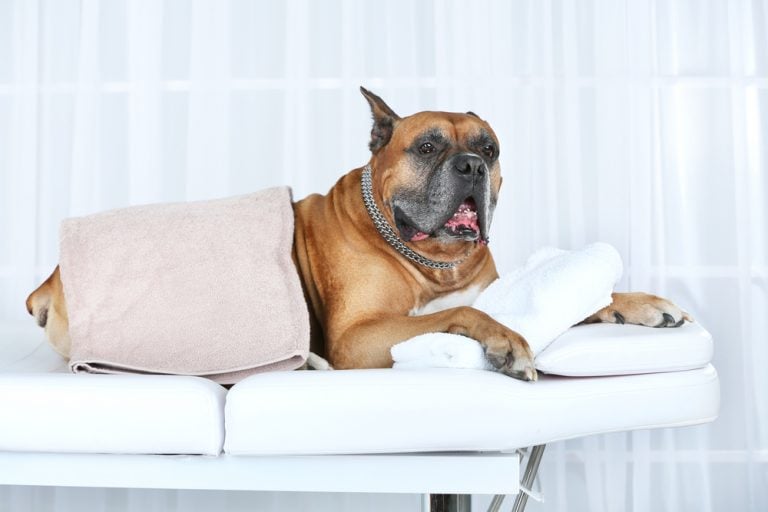 Pet-Massage