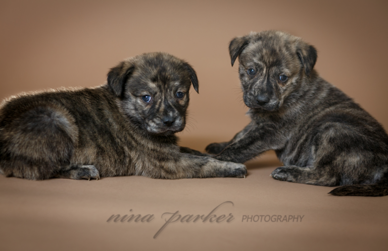Better Photos of your Pet: Tips from Nina Parker