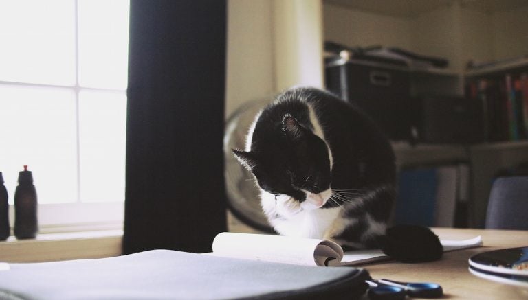 Pet Professions You Didn’t Know Existed: Pet Law