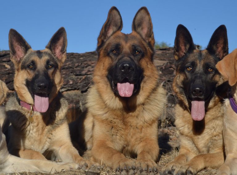 pet training - create good habits