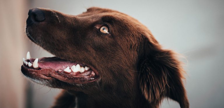 Dog with white teeth