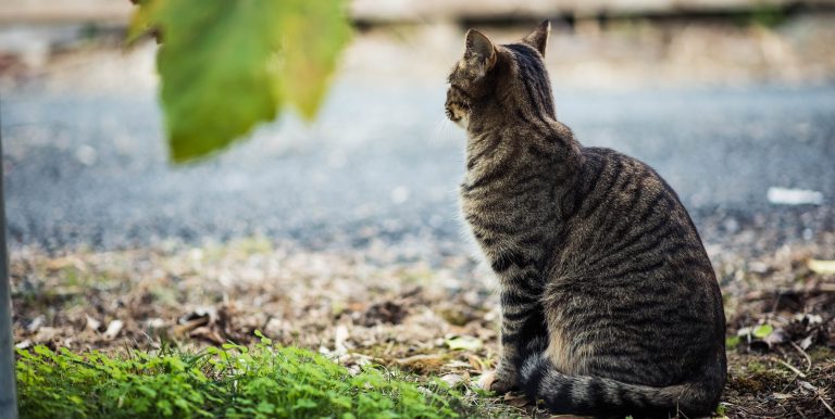 catlookingintodistance