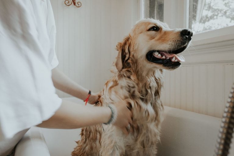 dog bath2