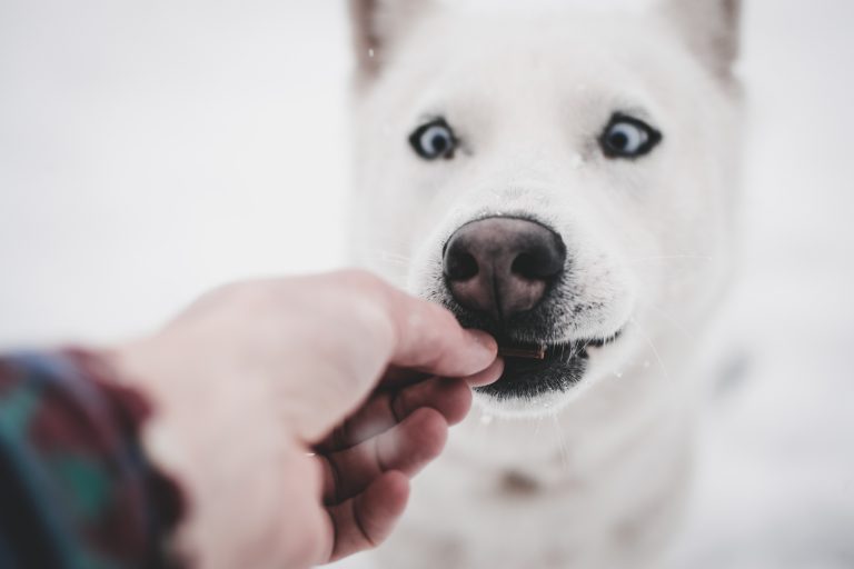 Bone Appétit, Homemade Dog Treats