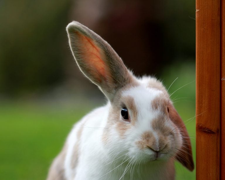 Listening and Learning from an Animal Rehabilitation Expert