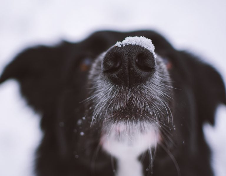 7 Reasons Your Dog’s Nose is Running