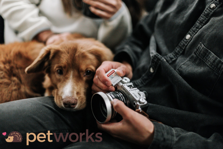 The Creative Process of a Pet Photographer