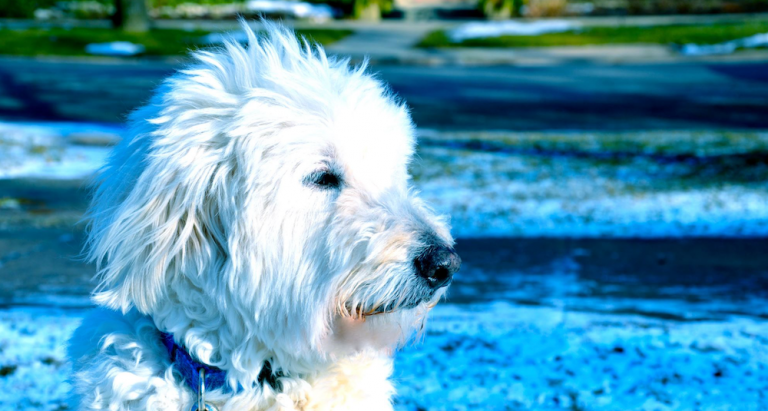 jeff levy dog photo
