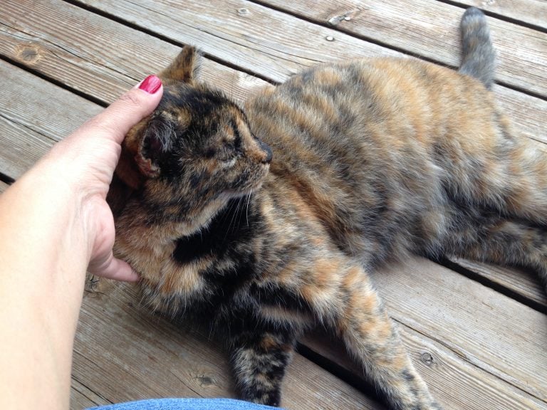 Reiki for Cats