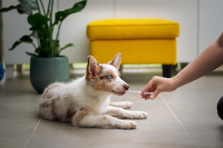Everything You Need in Your Pup’s First Aid Kit