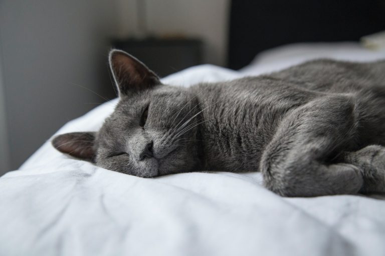 Navigating Pet End of Life Care