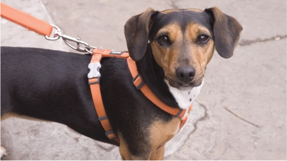 benefits of a harness