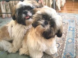dog training photo
