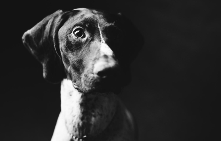 pet anxiety
