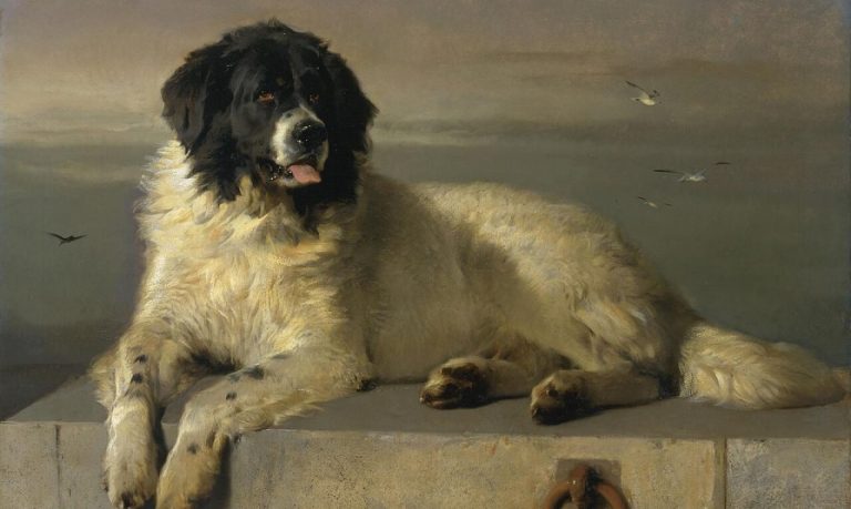 pet portrait wikipedia public domain